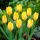 Tulipan Yellow Purissima - 5 cebulek
