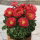 Piwonia, Paeonia - Patio Moscow - niska, doniczkowa - sadzonka - GIGA paczka! - 50 szt.