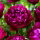 Piwonia, Paeonia - Peter Brand - sadzonka - duża paczka! - 10 szt.