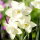 Narcyz Silver Bouquet - 5 cebulek