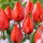 Tulipan Red Paradise - duża paczka! - 50 cebulek