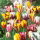 Tulipan Rembrandt mix - GIGA paczka! - 250 cebulek