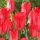 Tulipan Spring Pearl - duża paczka! - 50 cebulek