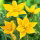 Tulipan Sylvestris - duża paczka! - 50 cebulek