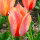 Tulipan Temple of Flames - 5 cebulek