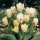 Tulipan White Fire - duża paczka! - 50 cebulek