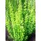 Berberys Erecta sadzonka