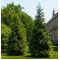 Thuja Kórnik sadzonki