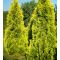 Thuja Sunkist sadzonki