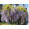 Wisteria niebieska sadzonka