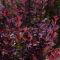 Berberys Atropurpurea Nana sadzonka