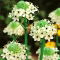 Śniedek Saundersa - Ornithogalum saundersiae