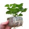 Pęczniejąca doniczka torfowa - GrowBlock - 80x80 mm