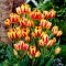 Tulipan Colour Spectacle - GIGA paczka! - 250 szt.