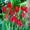 Tulipan Red Georgette - duża paczka! - 50 szt.