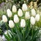 Tulipan Hakuun - GIGA paczka! - 250 szt.