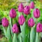 Tulipan Negrita - GIGA paczka! - 250 szt.