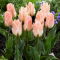 Tulipan Little Girl - GIGA paczka! - 250 szt.