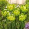 Tulipan Green Bizarre - duża paczka! - 50 szt.