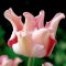 Tulipan Witty Picture - duża paczka! - 50 szt.