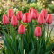 Tulipan Niigata - GIGA paczka! - 250 szt.