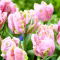Tulipan Air - GIGA paczka! - 250 szt.