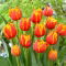 Tulipan Crossfire - GIGA paczka! - 250 szt.