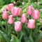 Tulipan Evening Breeze - GIGA paczka! - 250 szt.