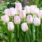 Tulipan Gwen - GIGA paczka! - 250 szt.