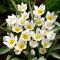 Tulipan Polychroma - GIGA paczka! - 250 szt.