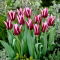 Tulipan Rajka - GIGA paczka! - 250 szt.