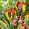 Tulipan Rasta Parrot - GIGA paczka! - 250 szt.
