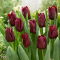 Tulipan Mascara - GIGA paczka! - 250 szt.