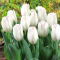 Tulipan Diamond Jubilee - GIGA paczka! - 250 szt.