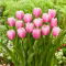Tulipan Argos - 5 szt.
