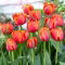 Tulipan Queensday - 5 szt.