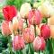 Tulipan Silverstream - 5 szt.