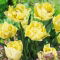 Tulipan Avant Garde - 5 szt.