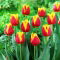 Tulipan Residence - GIGA paczka! - 250 szt.