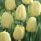 Tulipan Ivory Floradale - duża paczka! - 50 szt.