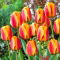 Tulipan Apeldoorn's Elite - duża paczka! - 50 szt.
