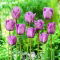 Tulipan Blue Aimable - GIGA paczka! - 250 szt.