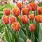 Tulipan Brown Sugar - GIGA paczka! - 250 szt.