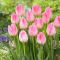 Tulipan First Class - GIGA paczka! - 250 szt.