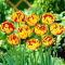Tulipan Golden Nizza - GIGA paczka! - 250 szt.