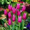 Tulipan Maytime - GIGA paczka! - 250 szt.