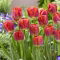 Tulipan Miami Sunset - GIGA paczka! - 250 szt.