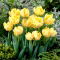 Tulipan Montreux - pełny - GIGA paczka! - 250 szt.