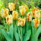 Tulipan Parrot King - GIGA paczka! - 250 szt.