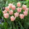 Tulipan Rejoyce - GIGA paczka! - 250 szt.